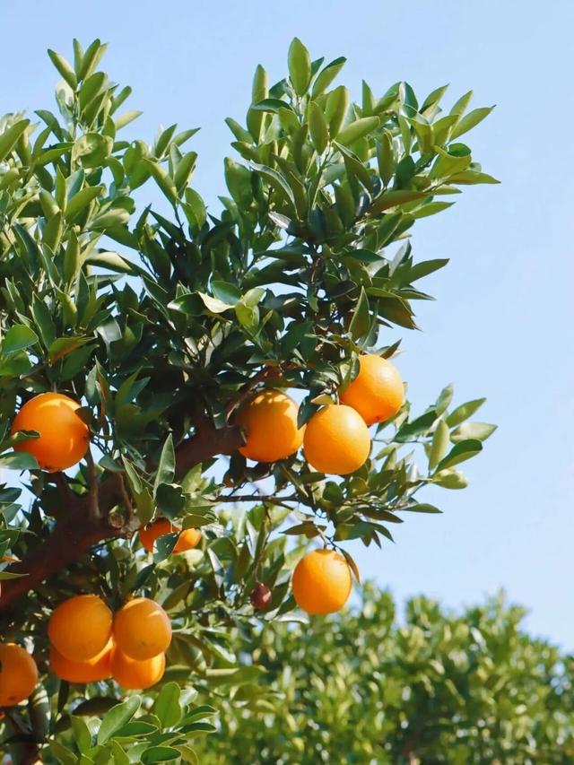 赏花、摘果、逛古镇，玩一天根本不够！