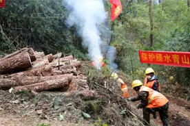 重庆巴南区：巴洲产发集团全面启动松材线虫病除治工作图片