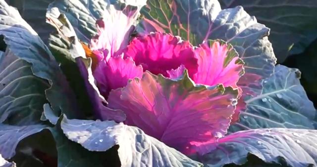 景山公园上线“新皮肤”，市民走近一看：这菜我吃过