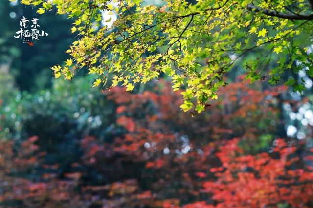 “今天我去栖霞山了！”