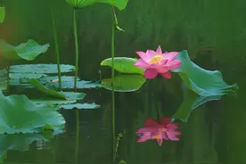 夏日顶流来了，这份日照赏荷地图请收好图片