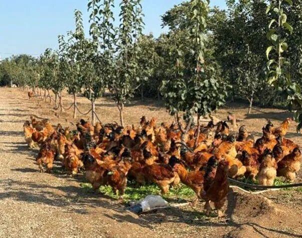 科技助力乡村振兴｜峰台村科技小院观摩活动赋能赋智基层农技人员