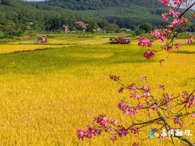 限定浪漫！高明晚稻收割忙，“丰”景美如画