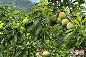 （走进中国乡村）广东翁源三华李成熟上市 大湾区采购商纷至沓来图片