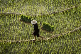 观察｜既是碳源也是碳汇，农业如何在保障粮食安全下推动绿色转型？图片