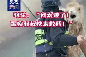 骆驼：“我太难了！警察叔叔快来救我！”图片