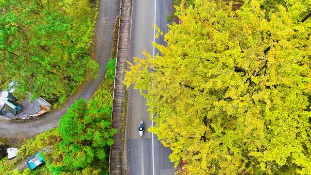省道317线：穿行妥乐古银杏的“黄金通道”