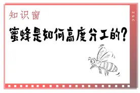 知识窗｜蜜蜂是如何高度分工的？图片