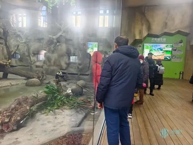 冰雪+萌宠！太阳岛雪博会建设正酣，熊猫芝士芝麻成冬日顶流
