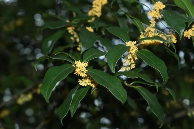 点 击 ↑ 看莲都的秋天