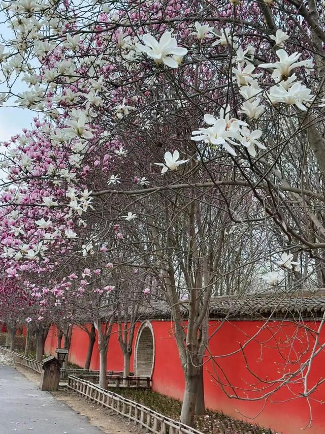 玉兰赏花地图来啦→转发保存！