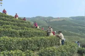 四川邻水县最大白茶基地预计年底突破万亩图片