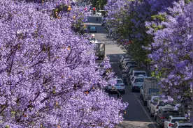 西昌5万余株蓝花楹盛开：一树紫色花扮靓一座浪漫城图片