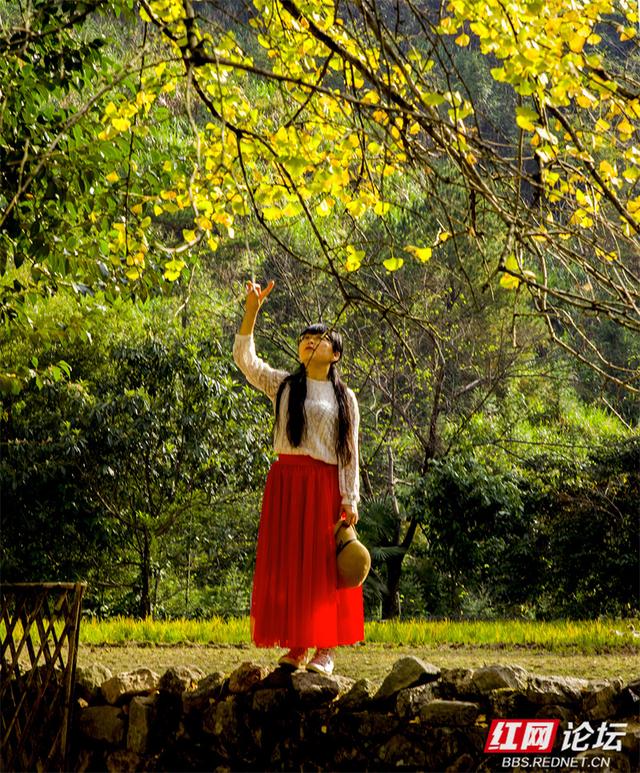 秋风作画，银杏成诗：永州桐子坳正迎来颜值巅峰