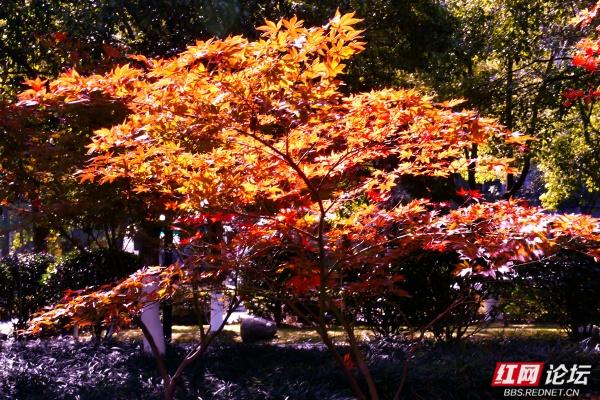 岁暖时刻丨株洲市市中心的“文化绿洲”，叠满文化buff的公园