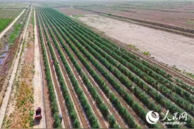 活力宁夏丨宁夏枸杞别样红图片