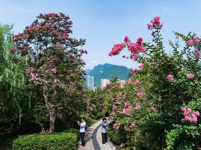 保康：紫薇绽放盈香韵 引得游人踏芳来
