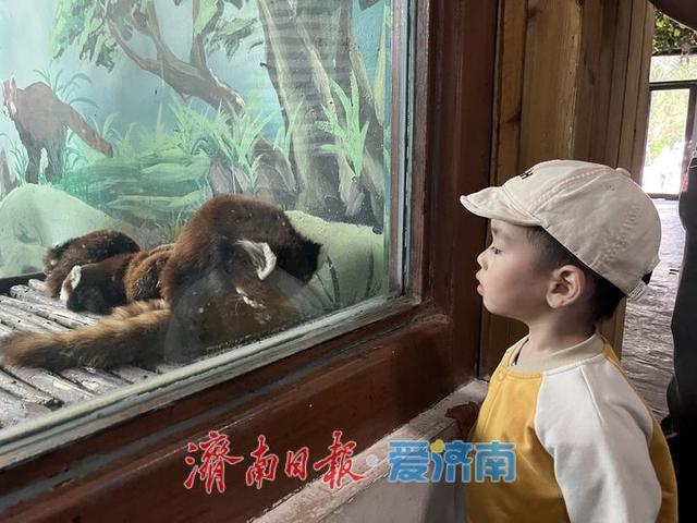 一年四季 泉在济南丨野趣盎然动物园