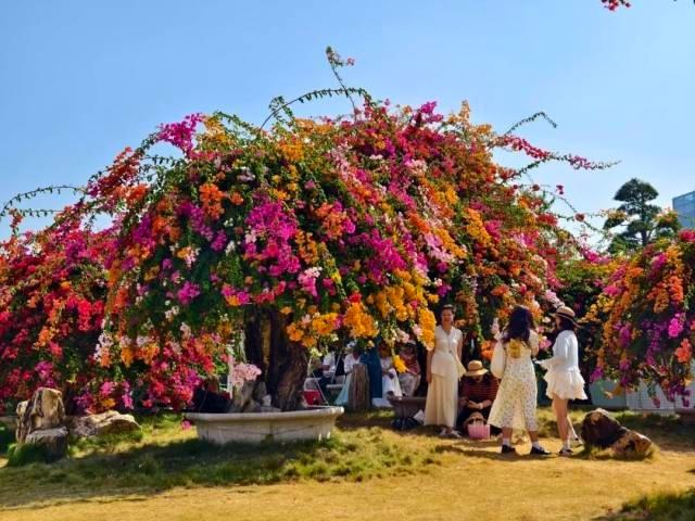 国庆就要玩好一点，“情”定陈村花花世界迷人眼