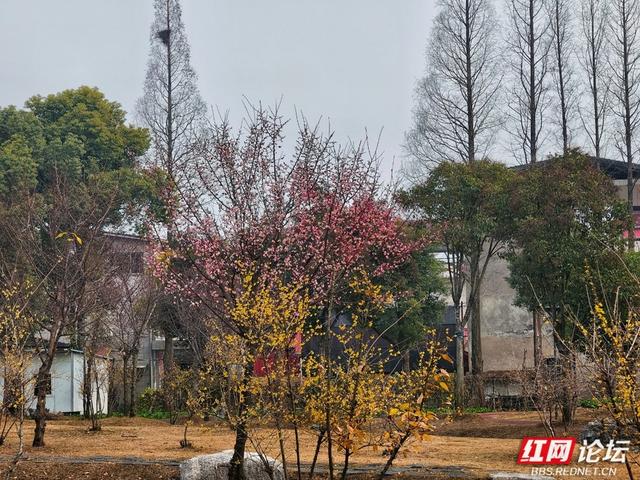 深冬腊月，去安乡八芒星广场寻找第一缕花香