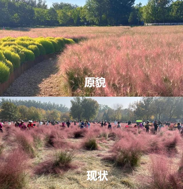 太可惜，被迫提前“下架”！上海这里正值“颜值巅峰”，多处“伤痕累累”……