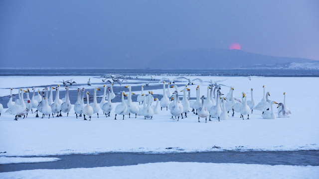 去什么北海道，冬日里的威海不是“平替”，是天花板！