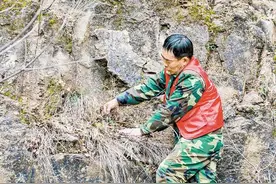“绝壁奇花”出太行图片