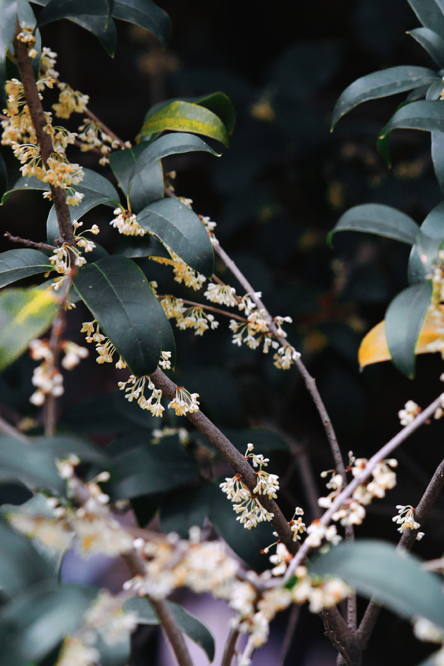 破案了！西街飘散的香味，源头竟然在开元寺