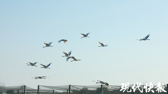 中美青少年相聚江苏盐城，以鹤为媒与世界对话