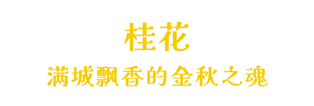 太出片了，南湖的colourful秋天！