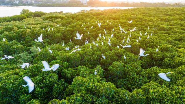 暖冬“追鸟”去！在海口美兰，邂逅灵动之美~