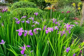 如蝶似鸢翩然飞，来松江这里感受紫色浪漫图片