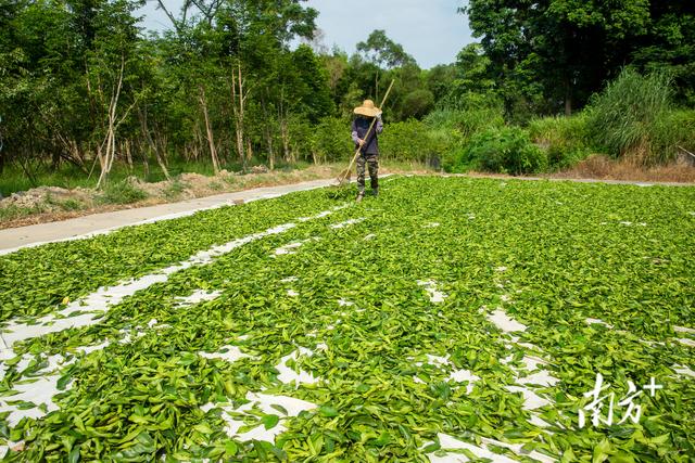 千年香文化，还看“沉香第一村”｜打卡电白