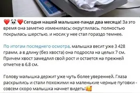 旅俄大熊猫“丁丁”幼崽出生满两月 最新画面公布图片