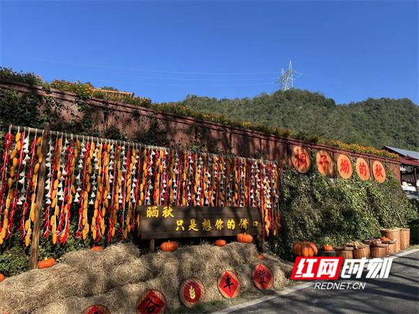 桐子坳还能这样玩①金色童话出片指南：美食美景一起“杏”动