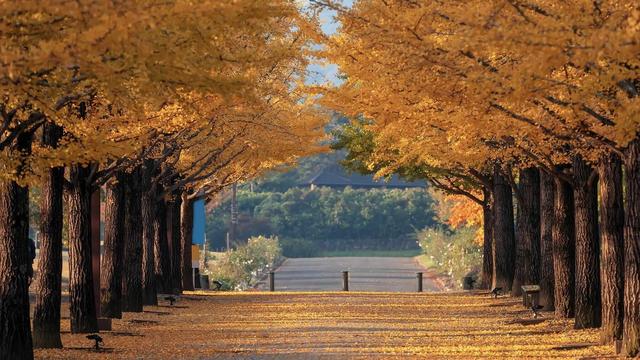 跟着电影去秋游｜这份精选秋日电影旅行地指南，请查收！