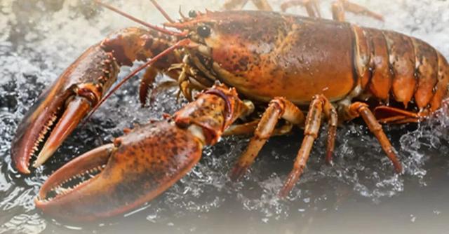 年会尾牙丨鎏金岁月，共启新章