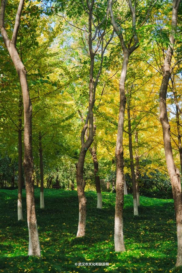 实况！武汉彩叶季来了，这些地方最出片