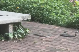 眼镜蛇频出没 竟藏车前盖图片