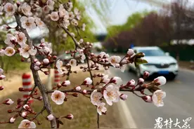 视频|济南黄河大坝“紫叶李”将进入盛花期，踏春打卡正当时图片
