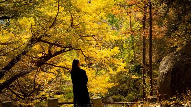 免门票福利！白云山绝美秋色正在上映→