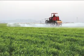 麦田化学除草技术要点图片