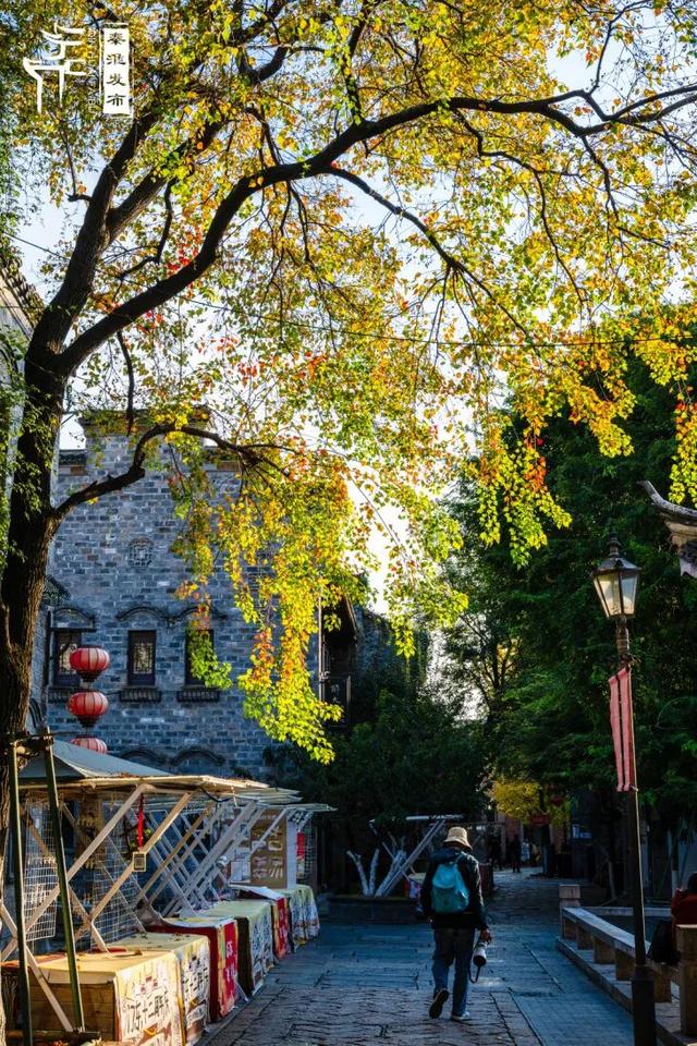 秦淮花事｜乌桕斑斓，半城秋色入画来