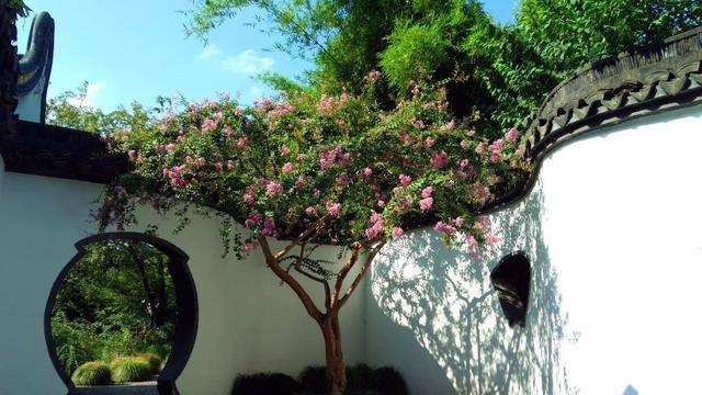 紫薇花盛放！上海这个古典园林盛夏满庭芳→