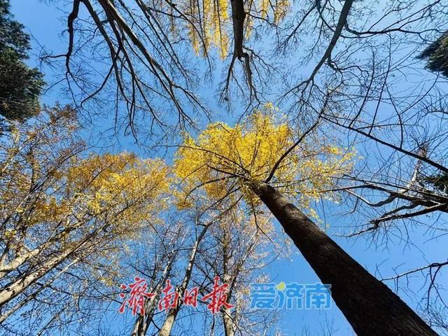 一年四季 泉在济南丨泉城公园银杏叶铺金 市民游客打卡赏冬景
