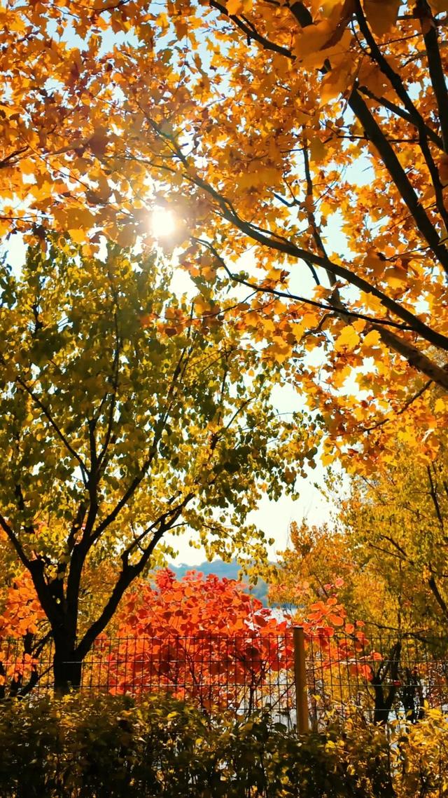 18公里步道免费开放！北京西五环边这个公园迎来最佳观赏期