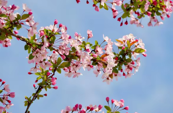 春天的请柬已送达！2026莱芜赏花地图“新鲜出炉”