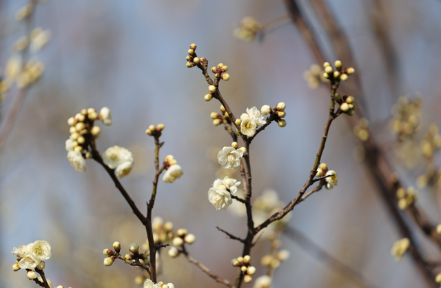 快冲！即将开遍日照！