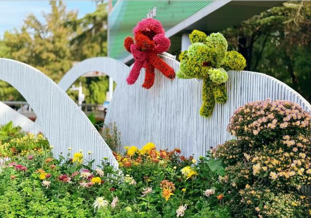 抢先打卡！东湖梨园菊香漫，秋日盛宴引客至