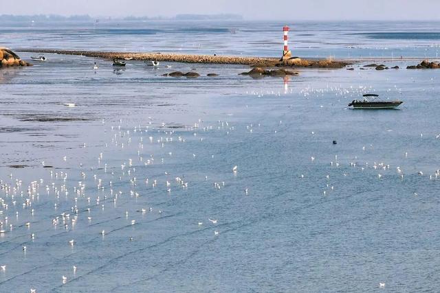 来钦州，“鸥”遇冬日限定浪漫！